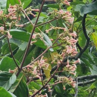 Cinchona officinalis L.